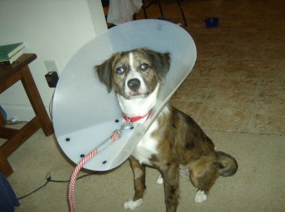 Satellite Dish